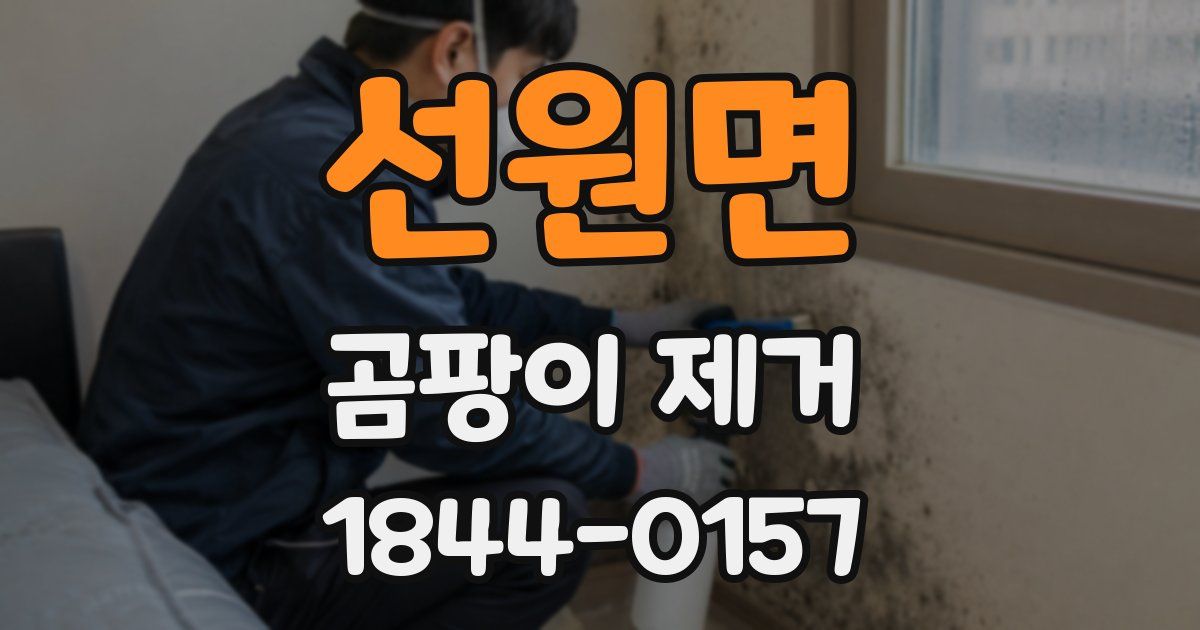 선원면 곰팡이 제거