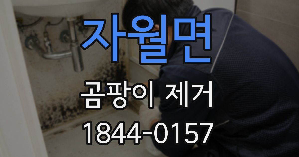 자월면 곰팡이 제거