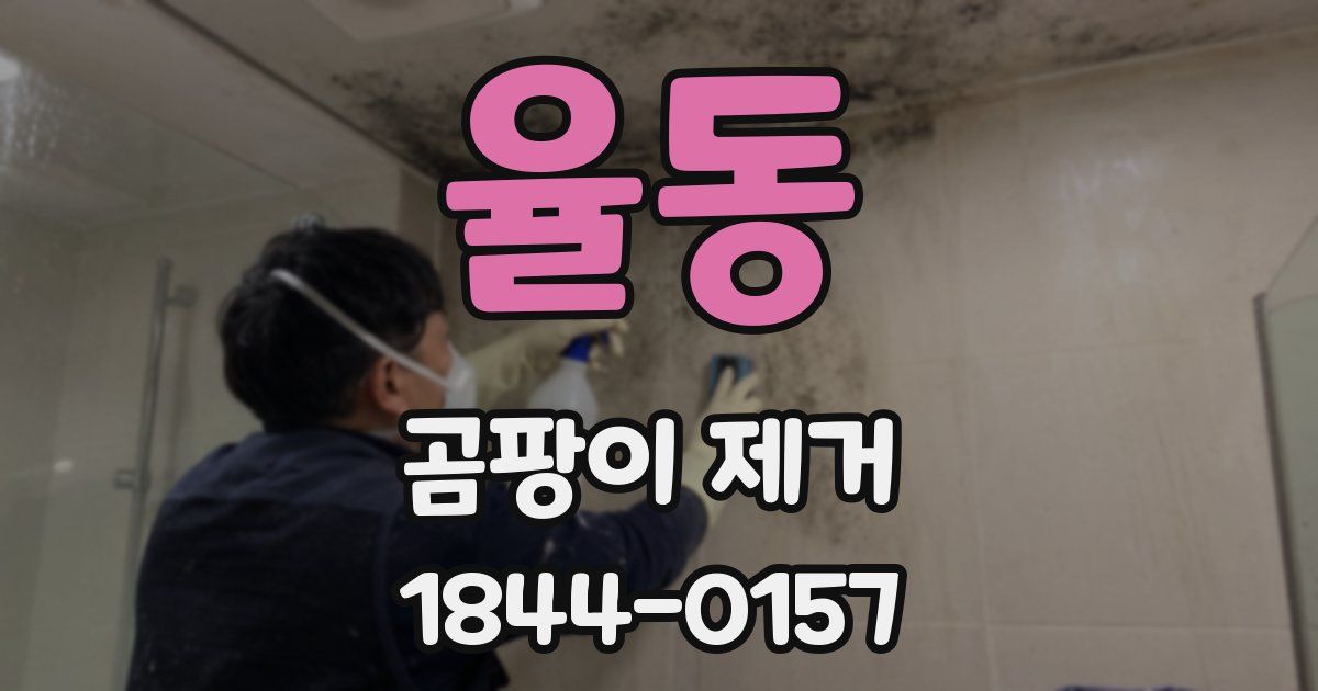 율동 곰팡이 제거