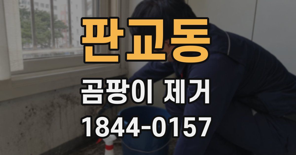 판교동 곰팡이 제거