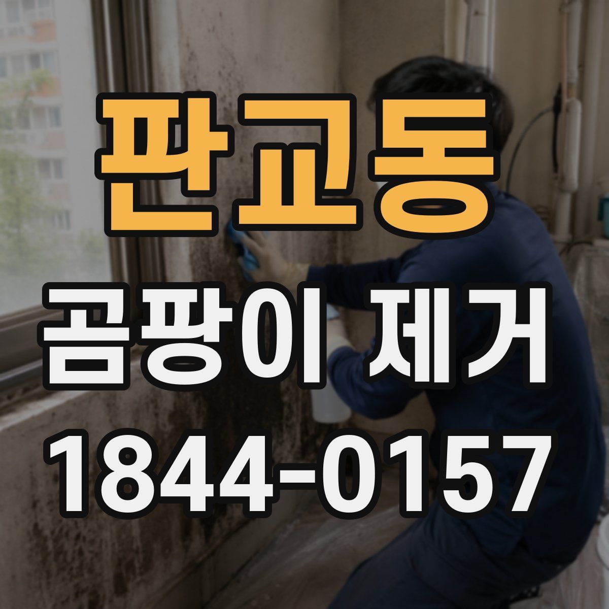 판교동 곰팡이 제거