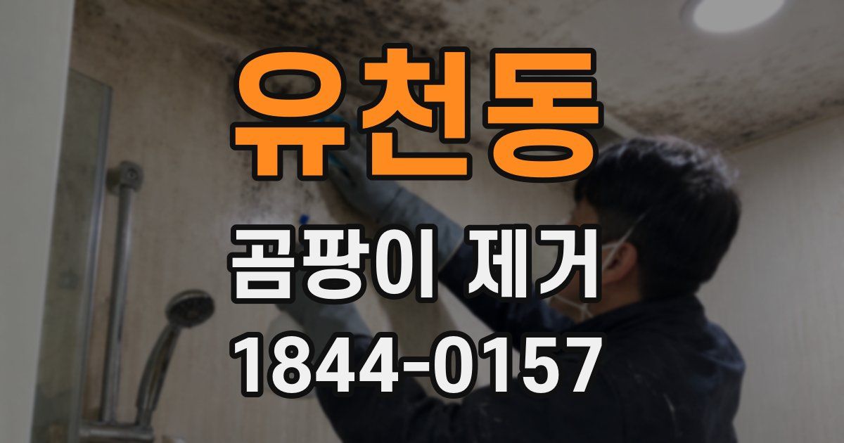 유천동 곰팡이 제거