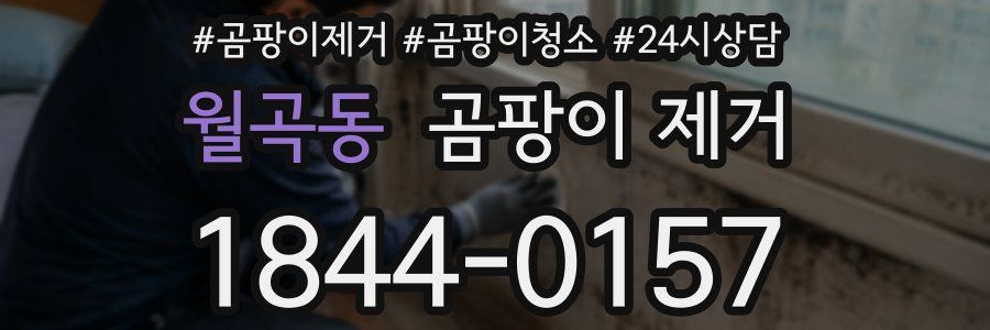 월곡동 곰팡이 제거
