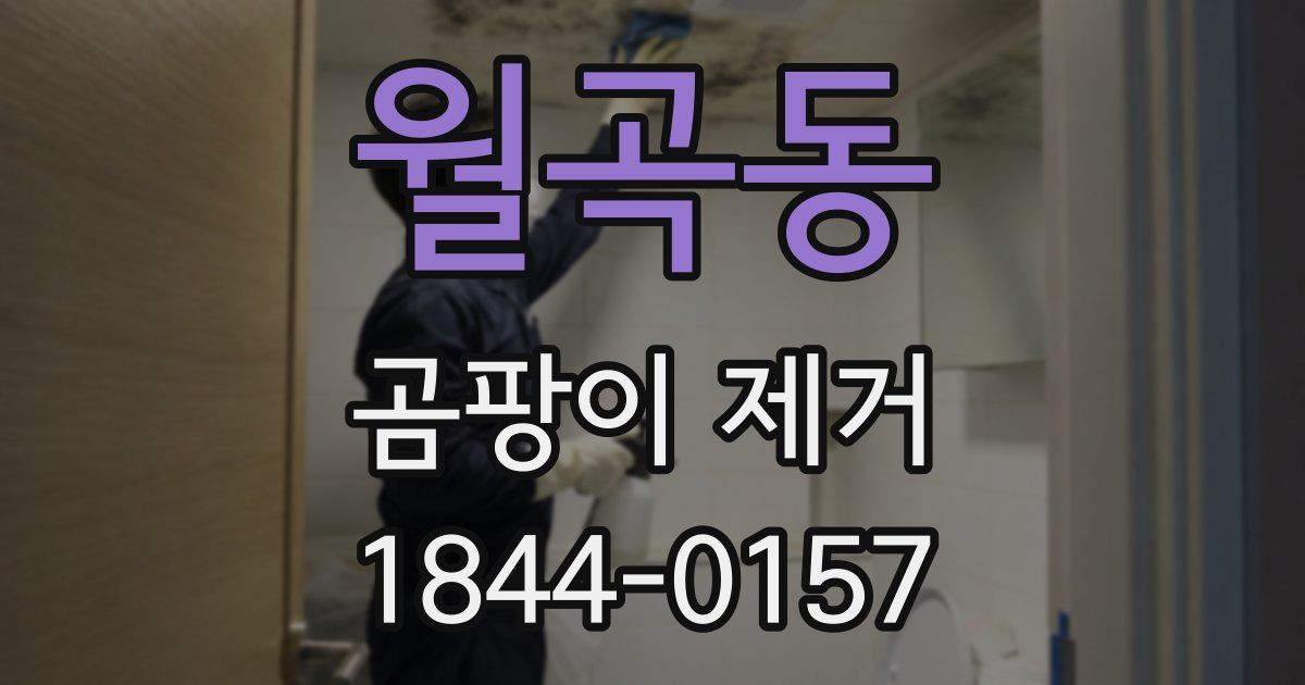 월곡동 곰팡이 제거