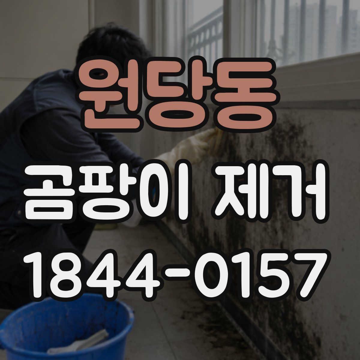 원당동 곰팡이 제거
