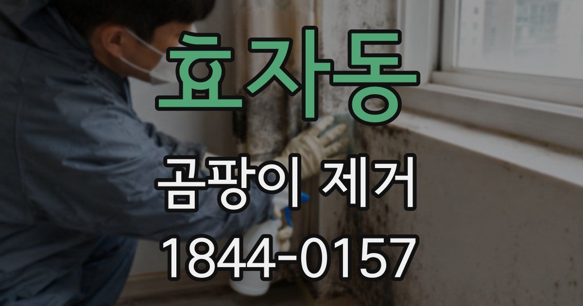 효자동 곰팡이 제거