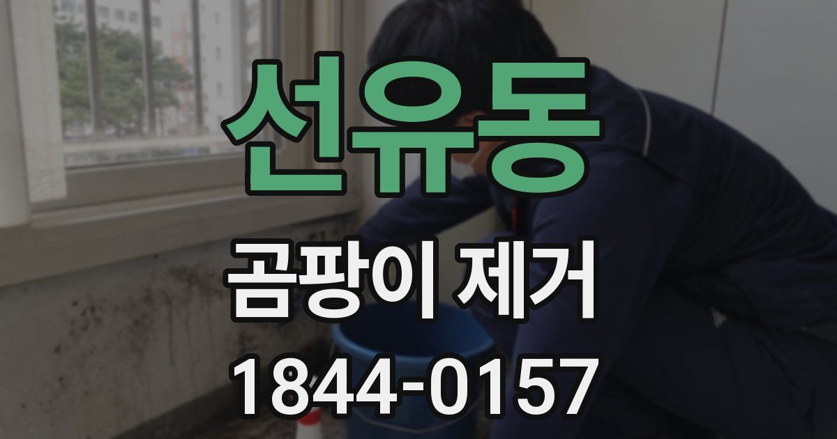 선유동 곰팡이 제거