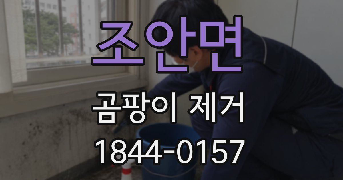조안면 곰팡이 제거