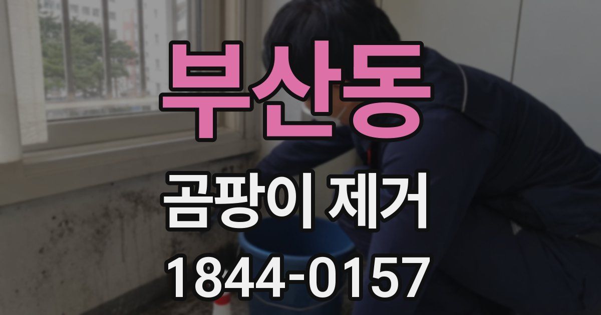 부산동 곰팡이 제거