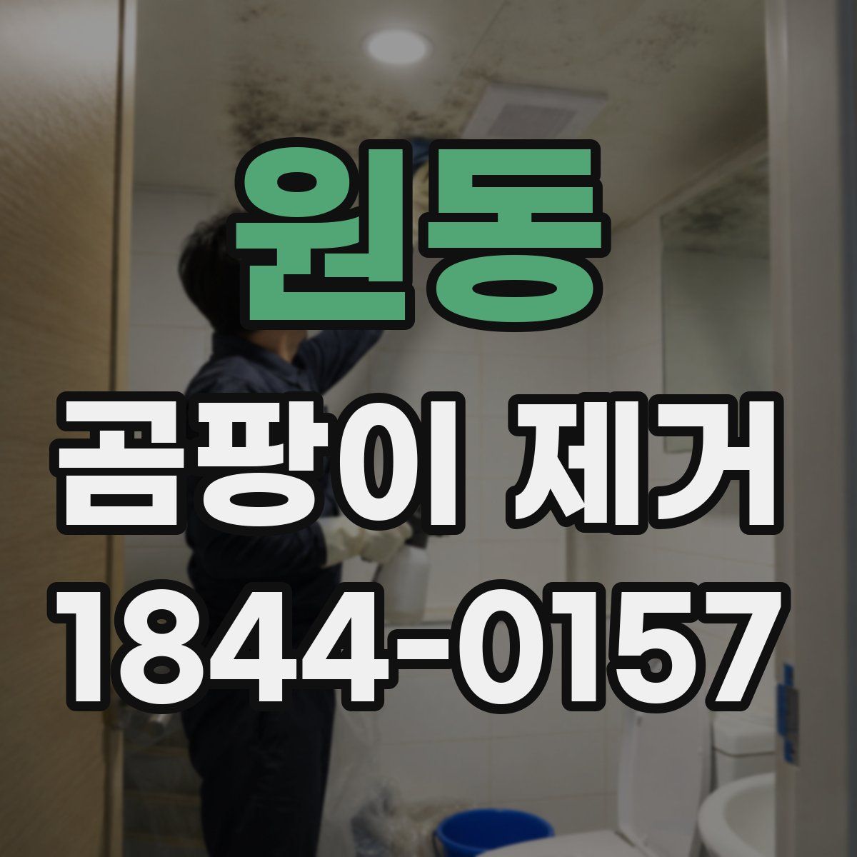 원동 곰팡이 제거