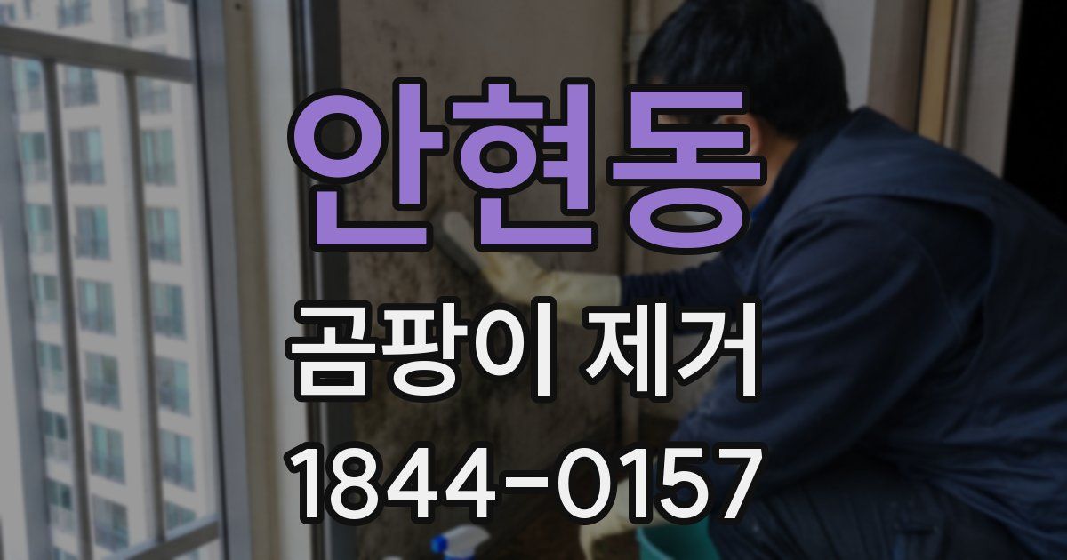 안현동 곰팡이 제거