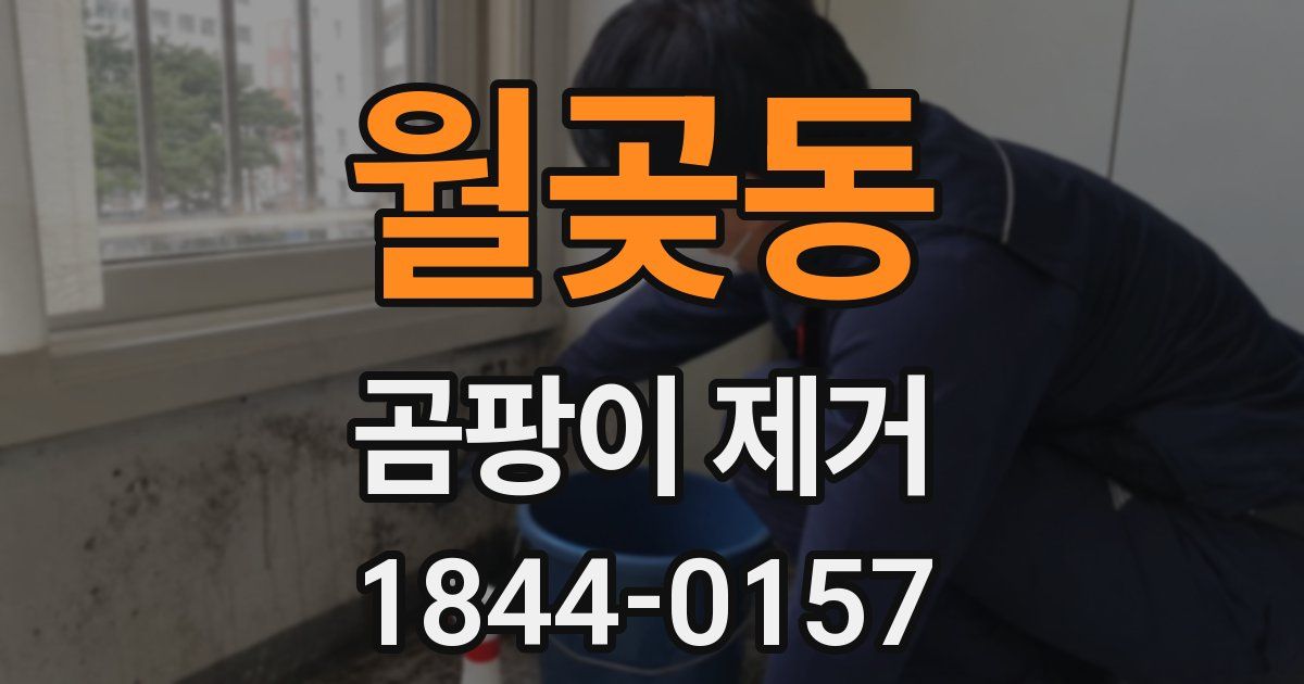 월곶동 곰팡이 제거