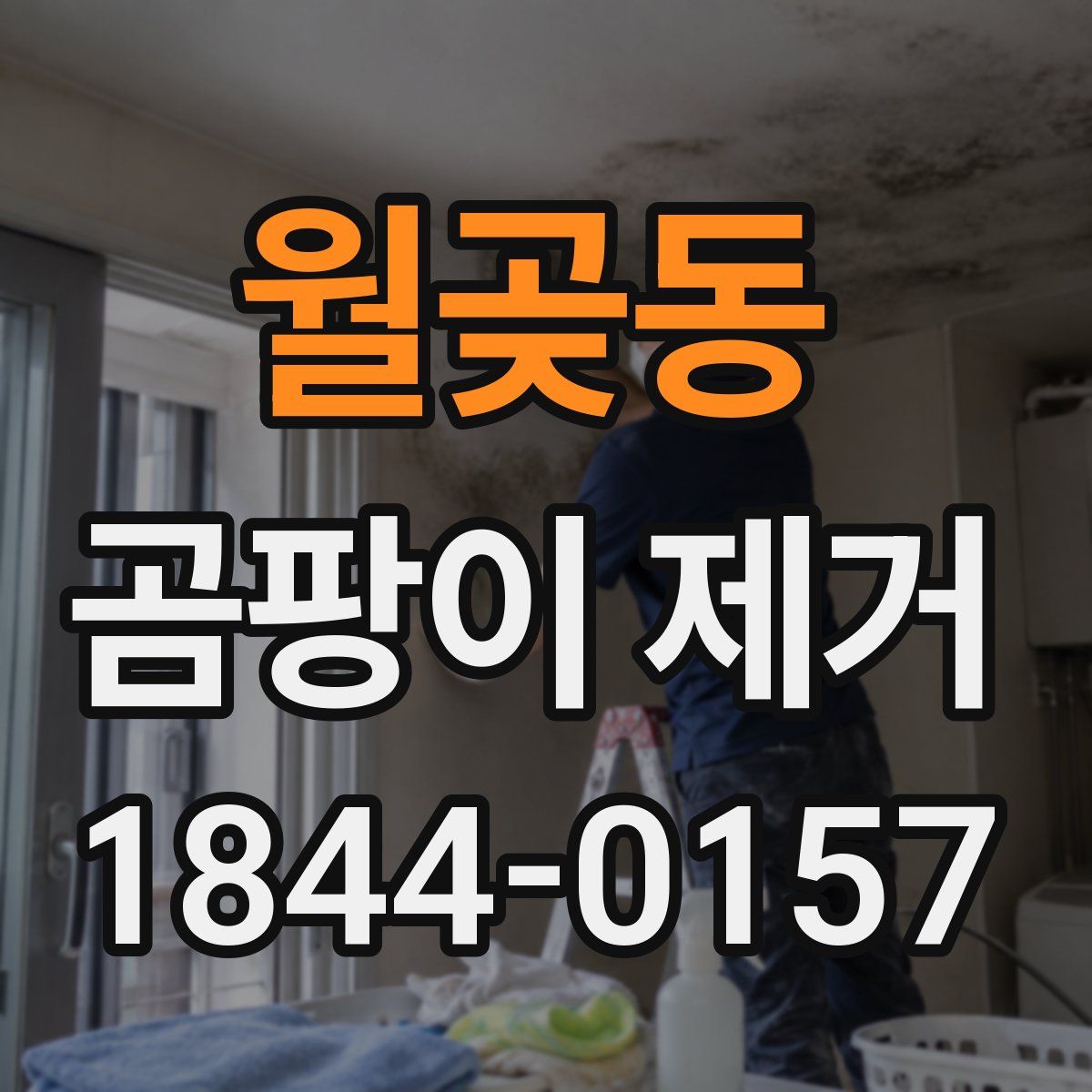 월곶동 곰팡이 제거