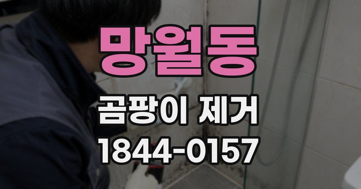 망월동 곰팡이 제거