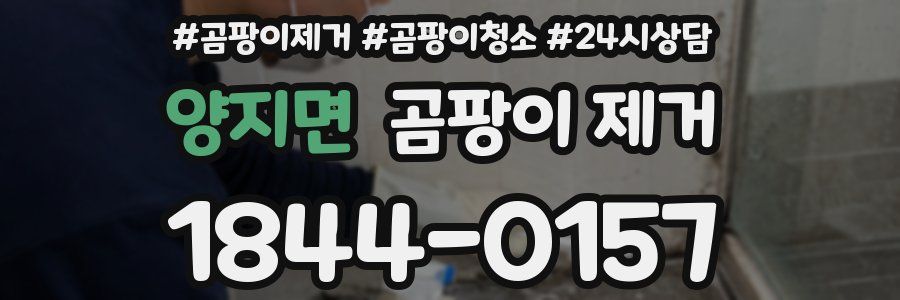 양지면 곰팡이 제거
