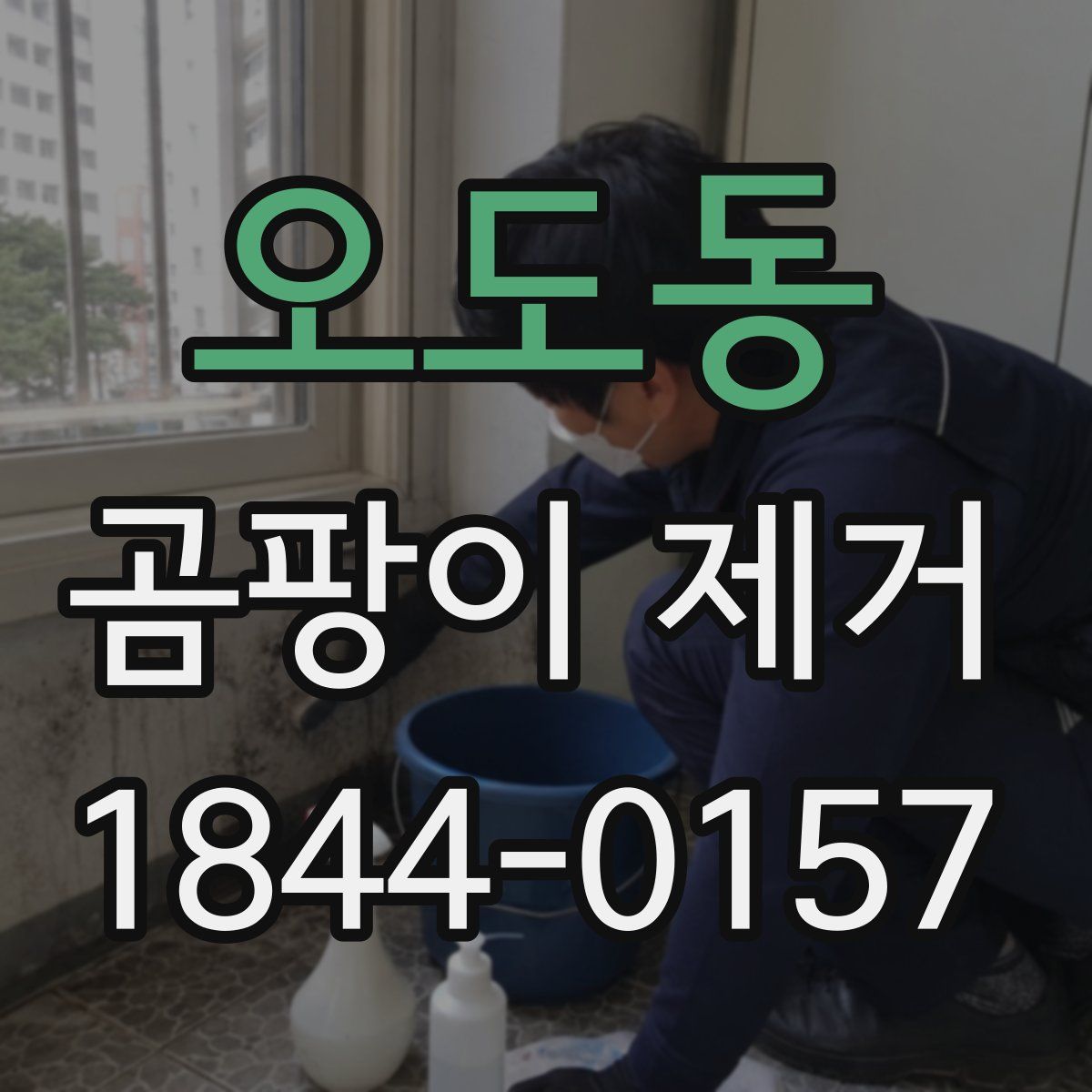 오도동 곰팡이 제거