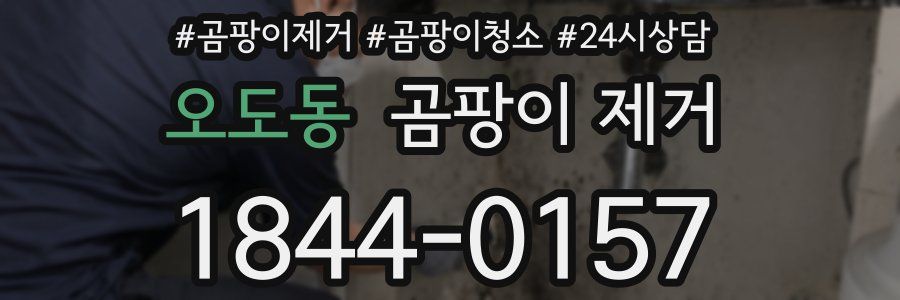 오도동 곰팡이 제거