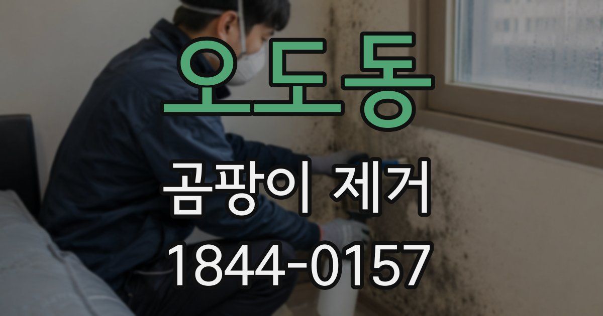 오도동 곰팡이 제거