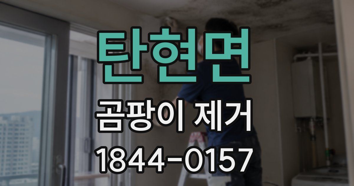 탄현면 곰팡이 제거