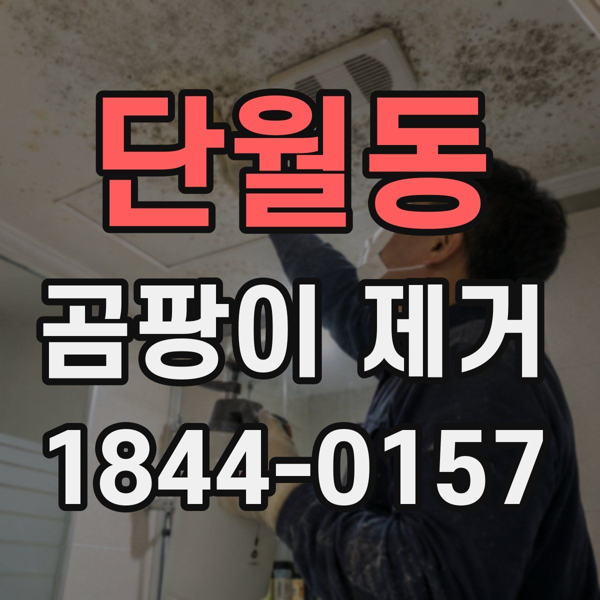 단월동 곰팡이 제거