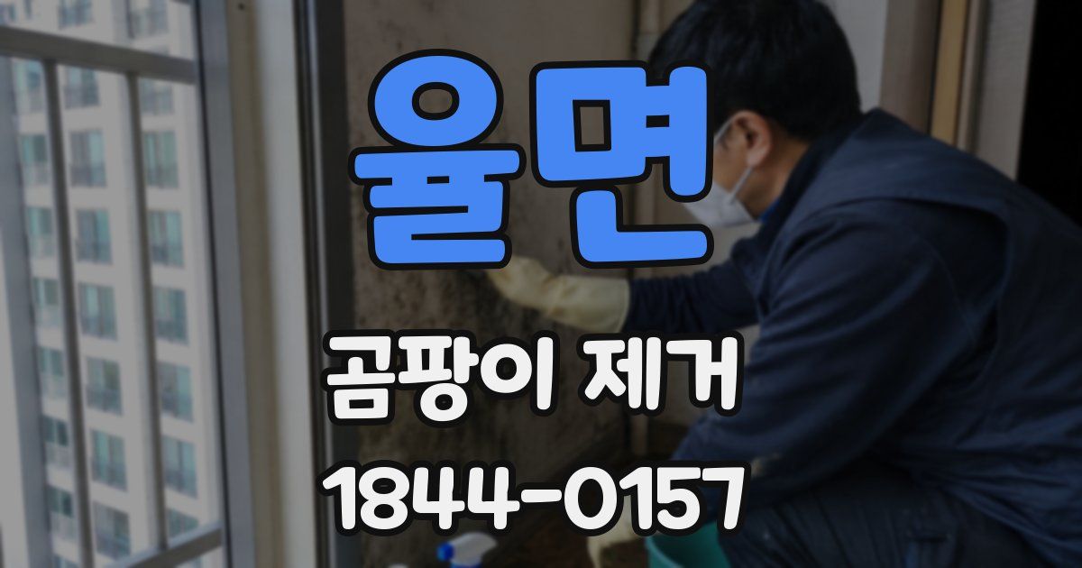 율면 곰팡이 제거