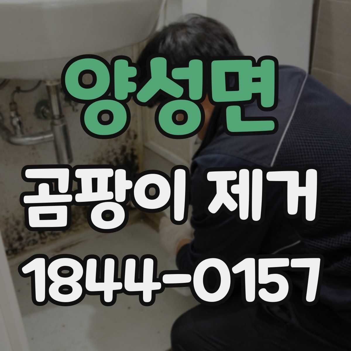 양성면 곰팡이 제거