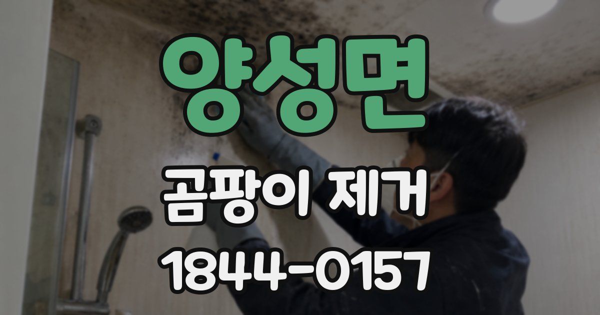 양성면 곰팡이 제거