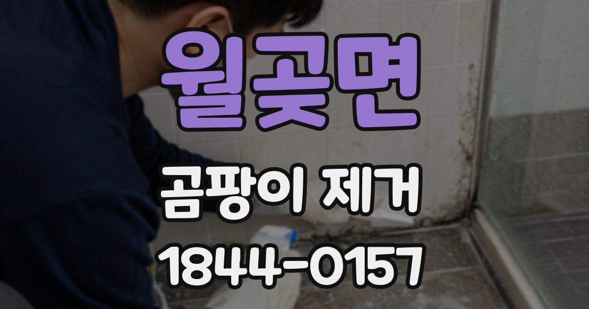 월곶면 곰팡이 제거