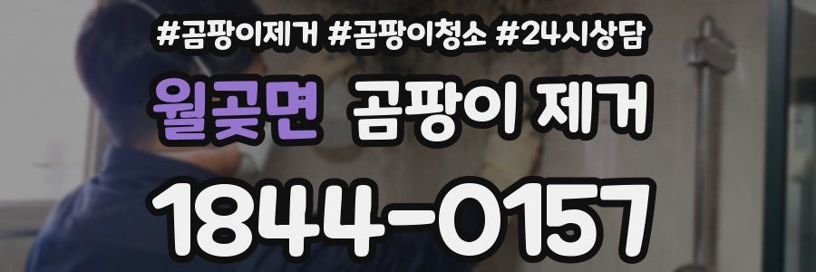 월곶면 곰팡이 제거