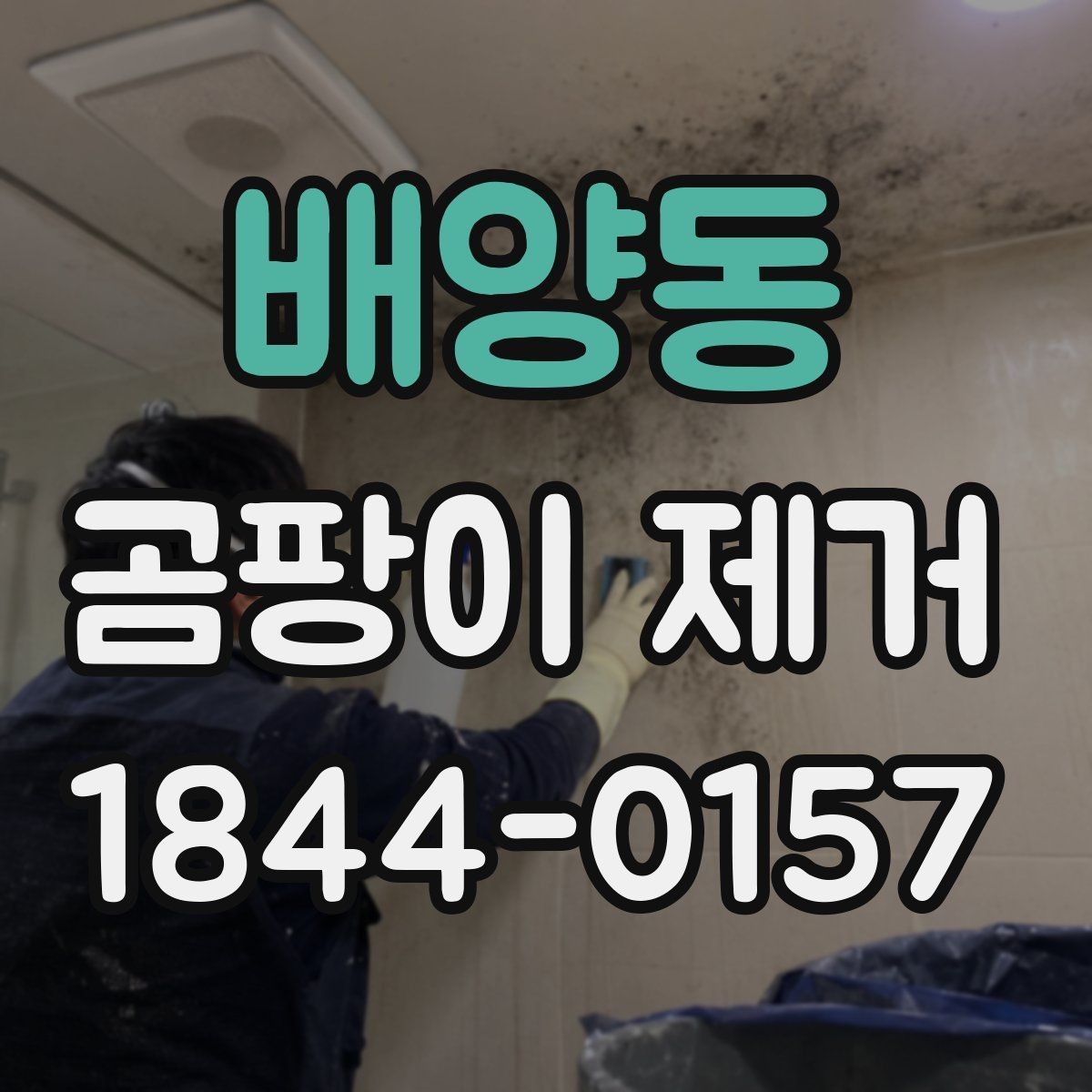 배양동 곰팡이 제거 실리콘과 타일 틈새를 나눠 보는 법