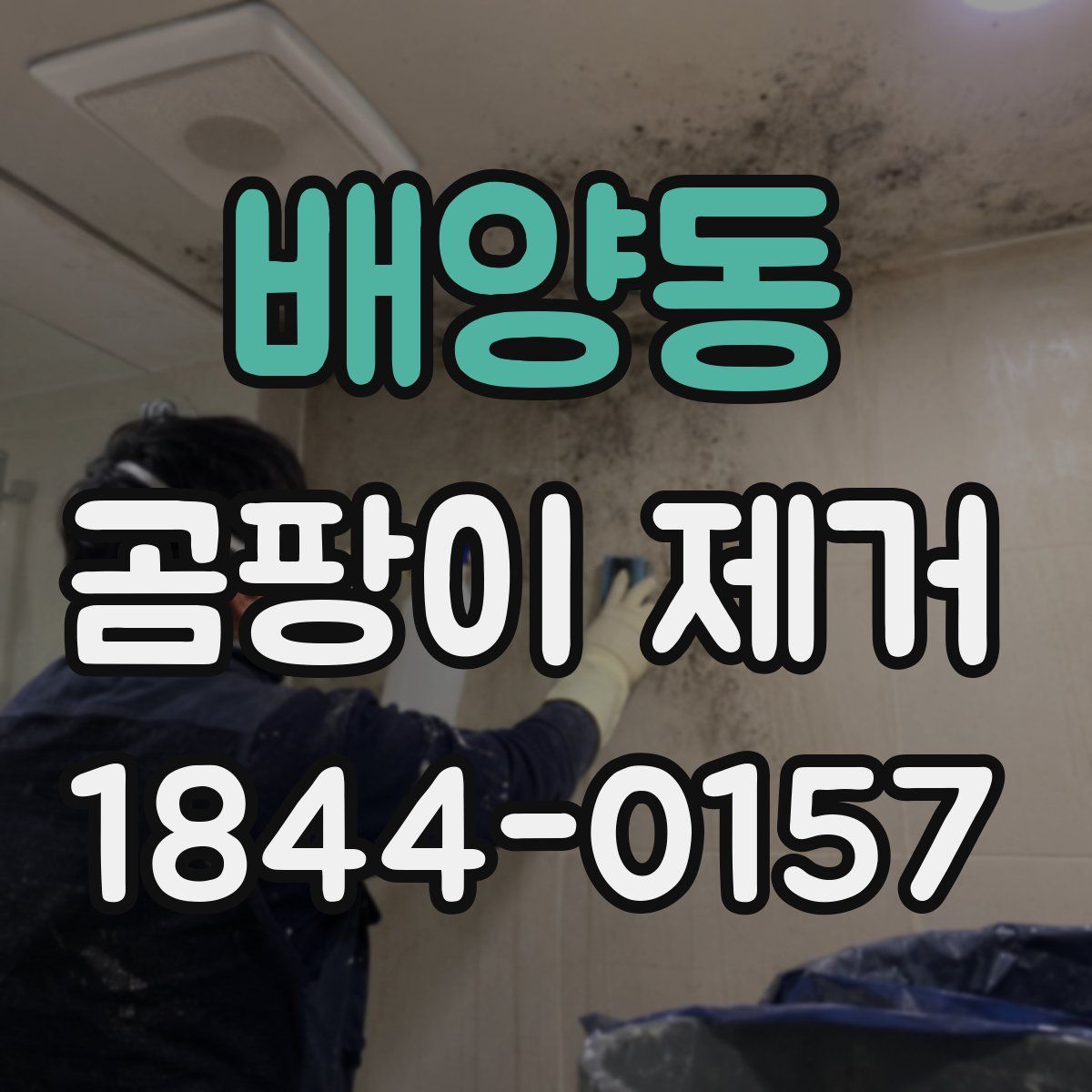 배양동 곰팡이 제거