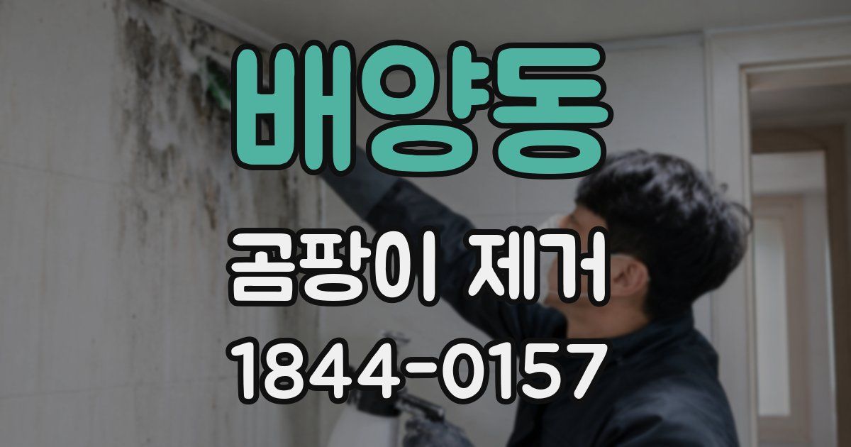 배양동 곰팡이 제거