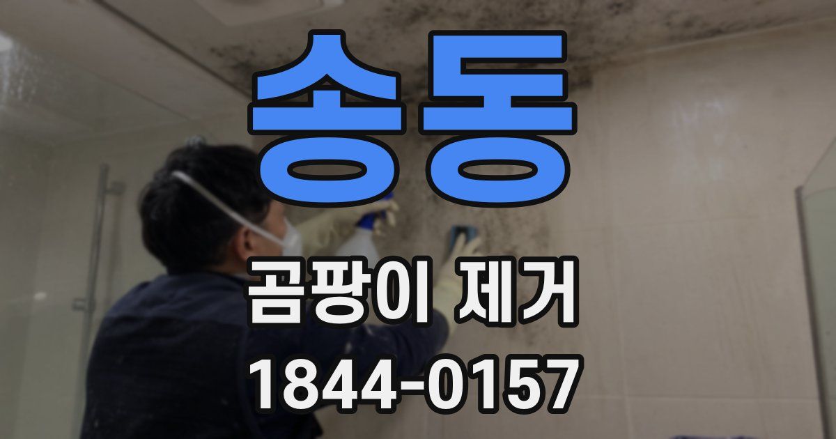 송동 곰팡이 제거