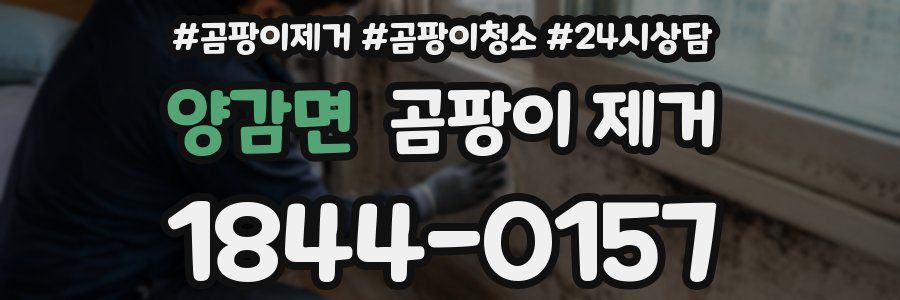 양감면 곰팡이 제거