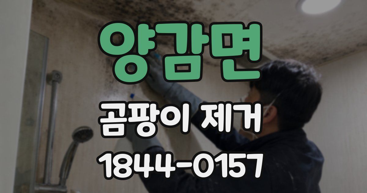 양감면 곰팡이 제거