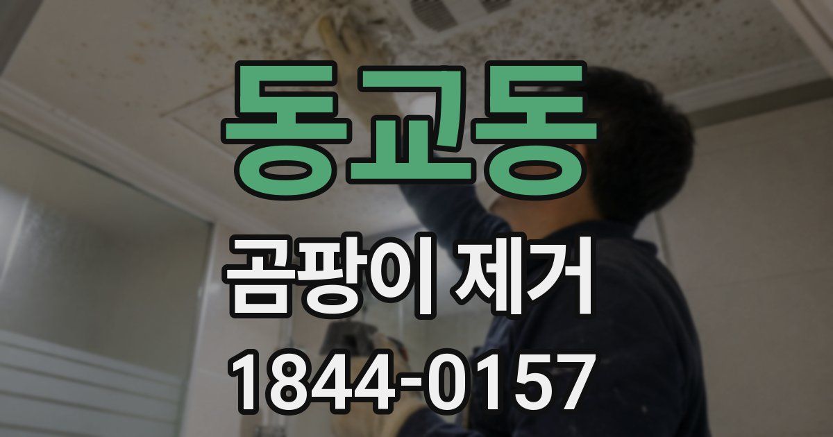 동교동 곰팡이 제거