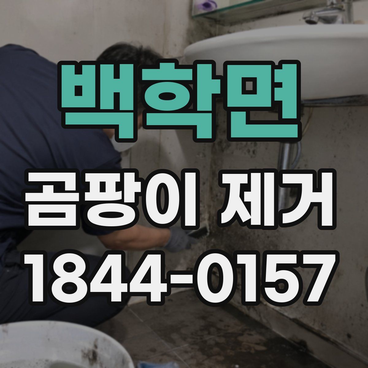 백학면 곰팡이 제거