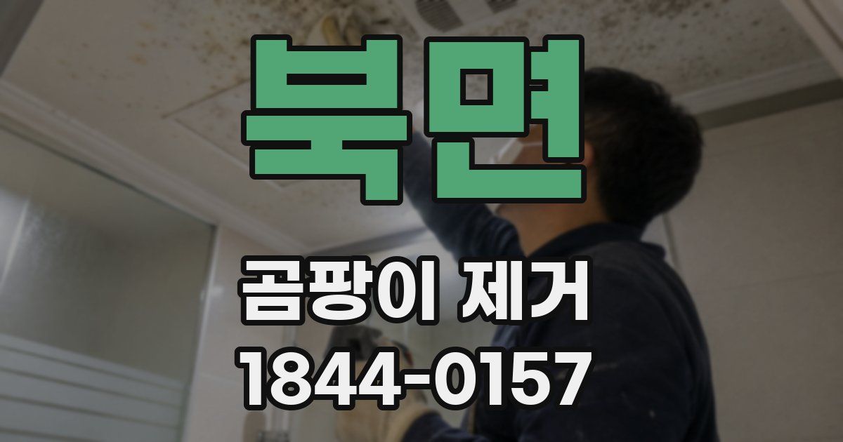 북면 곰팡이 제거