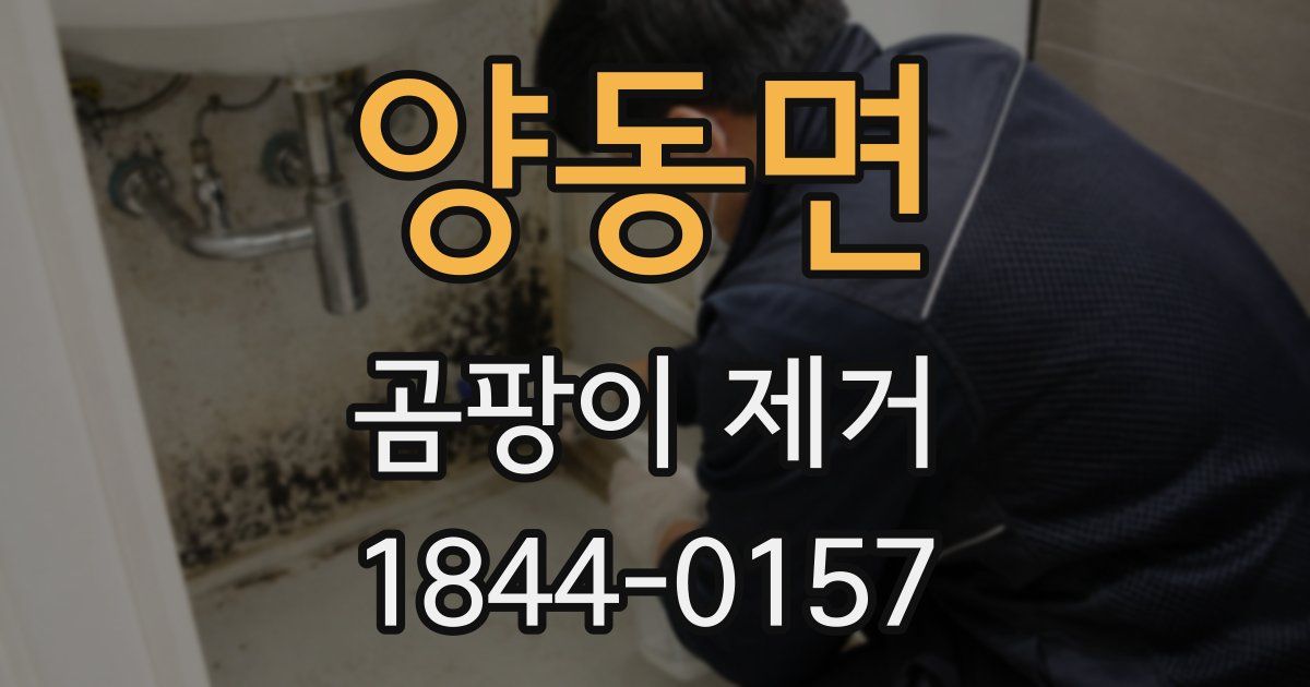 양동면 곰팡이 제거