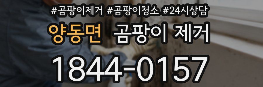 양동면 곰팡이 제거