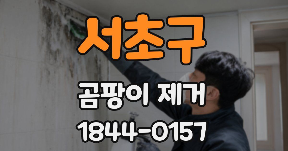 서초구 곰팡이 제거