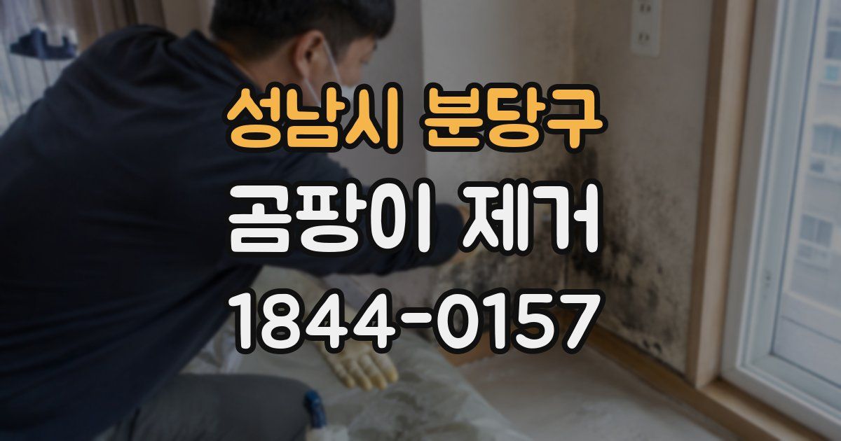 성남시 분당구 곰팡이 제거