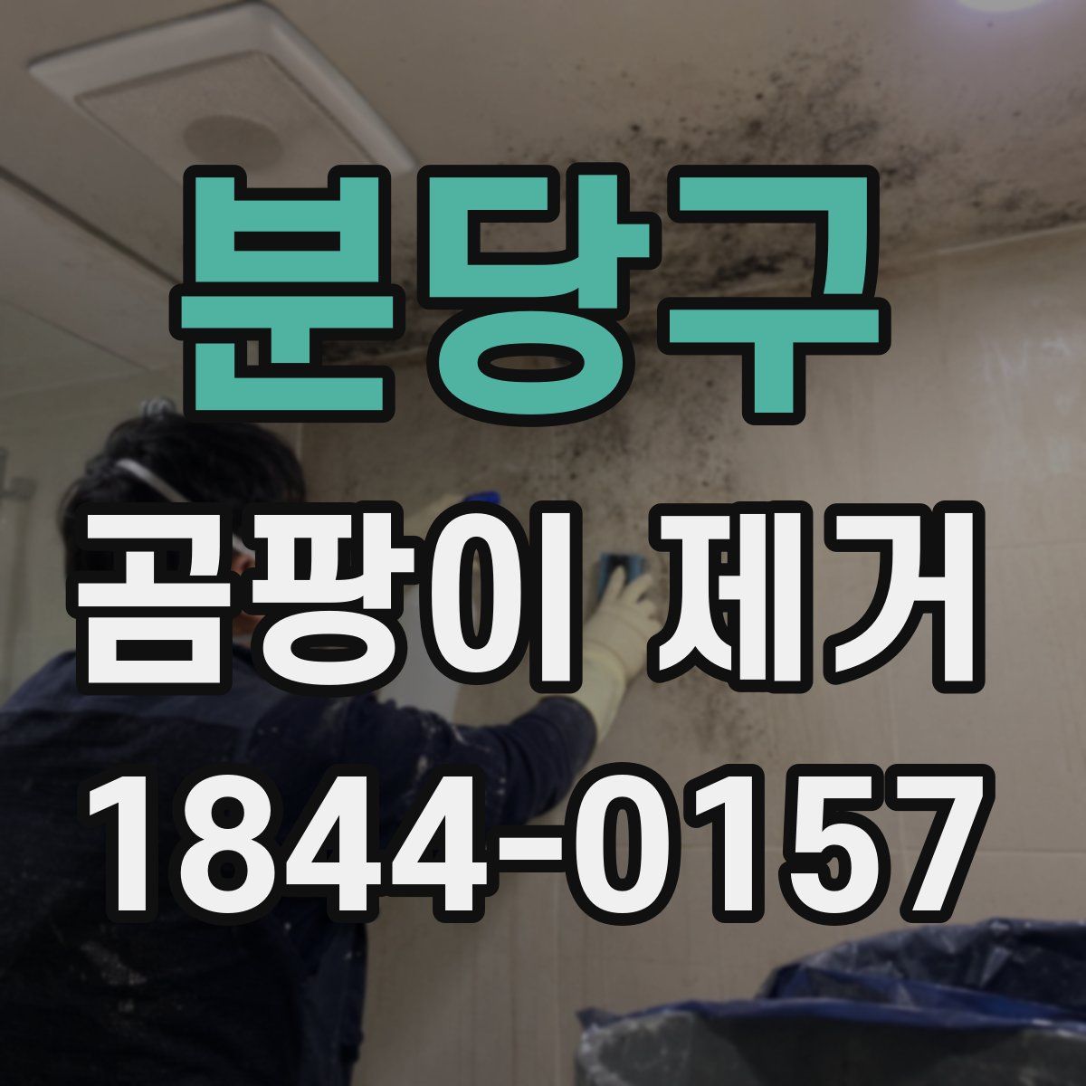 분당구 곰팡이 제거