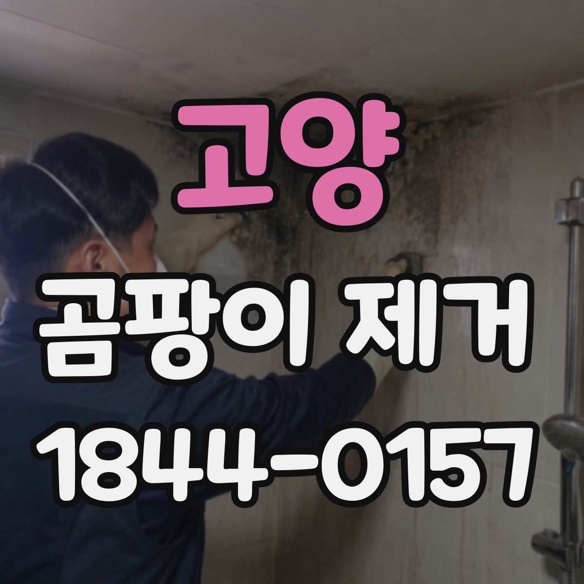 고양 곰팡이 제거