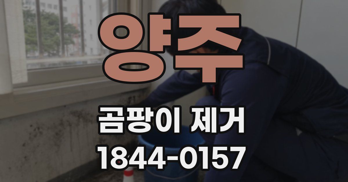 양주 곰팡이 제거