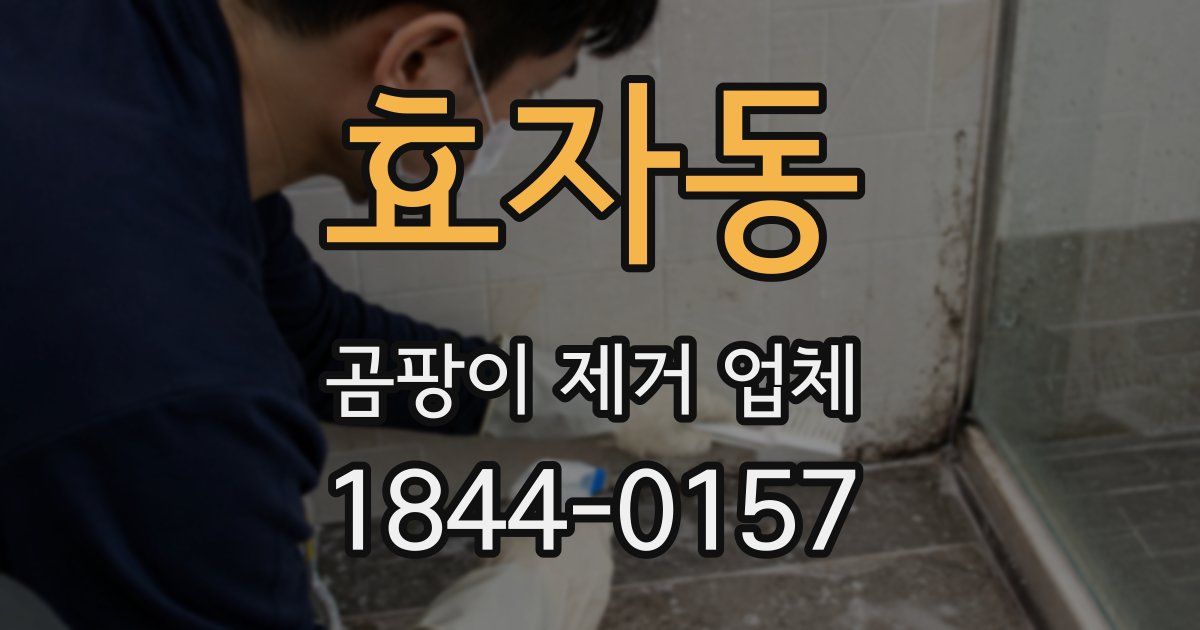 효자동 곰팡이 제거 업체