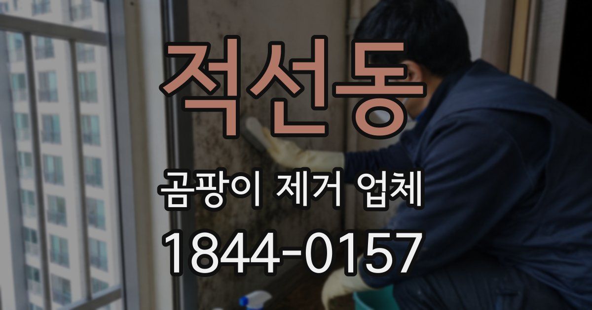 적선동 곰팡이 제거 업체