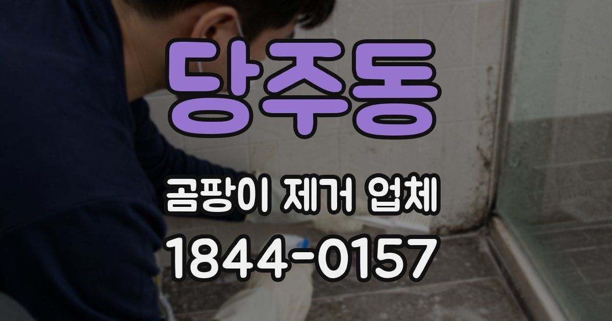 당주동 곰팡이 제거 업체