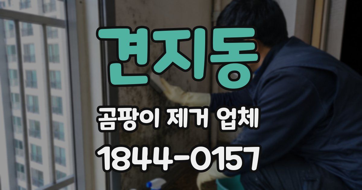 견지동 곰팡이 제거 업체