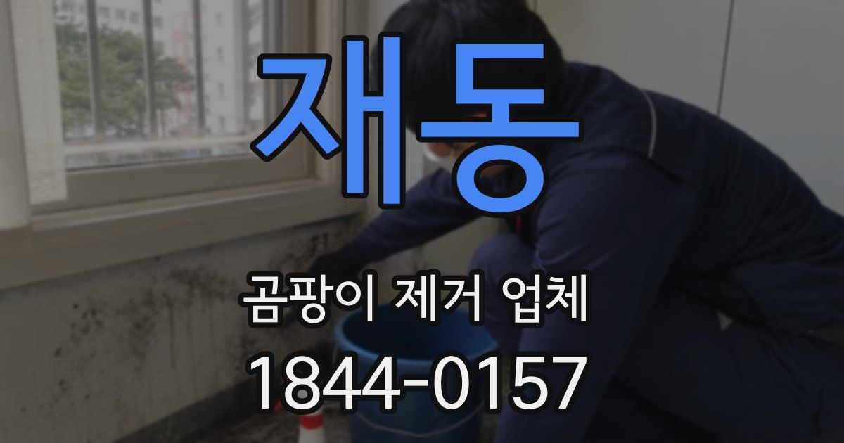 재동 곰팡이 제거 업체
